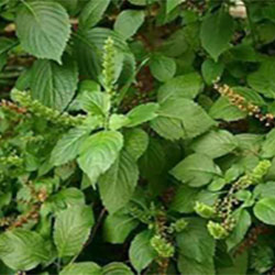 Amagnrin (Ocimum Gratissimum)